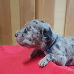 vom Trojangold, hodowla Owczarków Niemieckich Długowłosych