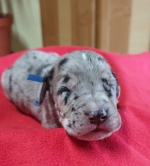 vom Trojangold, hodowla Owczarków Niemieckich Długowłosych