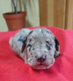 vom Trojangold, hodowla Owczarków Niemieckich Długowłosych