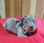 vom Trojangold, hodowla Owczarków Niemieckich Długowłosych