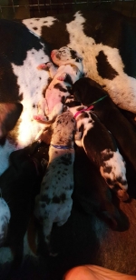 vom Trojangold, hodowla Owczarków Niemieckich Długowłosych