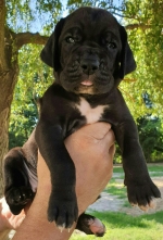 vom Trojangold, hodowla Owczarków Niemieckich Długowłosych