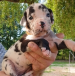 vom Trojangold, hodowla Owczarków Niemieckich Długowłosych