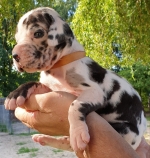 vom Trojangold, hodowla Owczarków Niemieckich Długowłosych