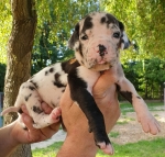 vom Trojangold, hodowla Owczarków Niemieckich Długowłosych