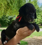 vom Trojangold, hodowla Owczarków Niemieckich Długowłosych