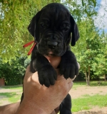 vom Trojangold, hodowla Owczarków Niemieckich Długowłosych