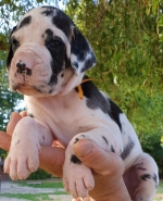 vom Trojangold, hodowla Owczarków Niemieckich Długowłosych