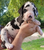 vom Trojangold, hodowla Owczarków Niemieckich Długowłosych