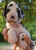 vom Trojangold, hodowla Owczarków Niemieckich Długowłosych