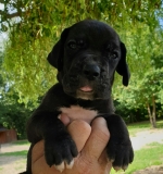 vom Trojangold, hodowla Owczarków Niemieckich Długowłosych