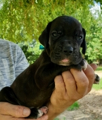 vom Trojangold, hodowla Owczarków Niemieckich Długowłosych