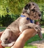 vom Trojangold, hodowla Owczarków Niemieckich Długowłosych