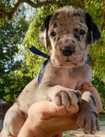 vom Trojangold, hodowla Owczarków Niemieckich Długowłosych