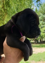 vom Trojangold, hodowla Owczarków Niemieckich Długowłosych