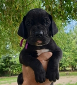 vom Trojangold, hodowla Owczarków Niemieckich Długowłosych