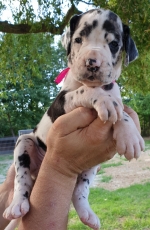 vom Trojangold, hodowla Owczarków Niemieckich Długowłosych