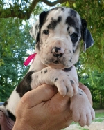 vom Trojangold, hodowla Owczarków Niemieckich Długowłosych