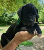 vom Trojangold, hodowla Owczarków Niemieckich Długowłosych