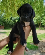 vom Trojangold, hodowla Owczarków Niemieckich Długowłosych