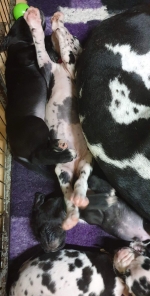 vom Trojangold, hodowla Owczarków Niemieckich Długowłosych