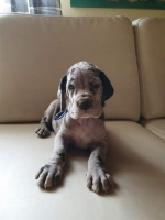 vom Trojangold, hodowla Owczarków Niemieckich Długowłosych