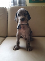 vom Trojangold, hodowla Owczarków Niemieckich Długowłosych