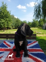 vom Trojangold, hodowla Owczarków Niemieckich Długowłosych