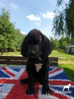 vom Trojangold, hodowla Owczarków Niemieckich Długowłosych