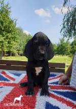 vom Trojangold, hodowla Owczarków Niemieckich Długowłosych