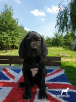 vom Trojangold, hodowla Owczarków Niemieckich Długowłosych