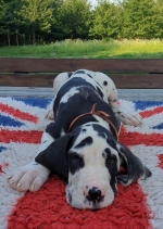 vom Trojangold, hodowla Owczarków Niemieckich Długowłosych