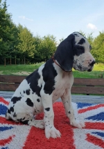 vom Trojangold, hodowla Owczarków Niemieckich Długowłosych