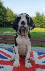 vom Trojangold, hodowla Owczarków Niemieckich Długowłosych