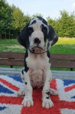 vom Trojangold, hodowla Owczarków Niemieckich Długowłosych