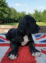 vom Trojangold, hodowla Owczarków Niemieckich Długowłosych