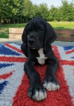 vom Trojangold, hodowla Owczarków Niemieckich Długowłosych