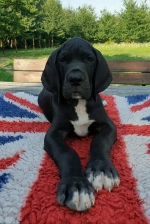 vom Trojangold, hodowla Owczarków Niemieckich Długowłosych