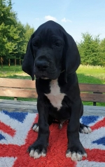 vom Trojangold, hodowla Owczarków Niemieckich Długowłosych