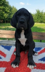 vom Trojangold, hodowla Owczarków Niemieckich Długowłosych