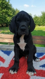 vom Trojangold, hodowla Owczarków Niemieckich Długowłosych