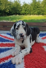 vom Trojangold, hodowla Owczarków Niemieckich Długowłosych