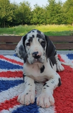 vom Trojangold, hodowla Owczarków Niemieckich Długowłosych