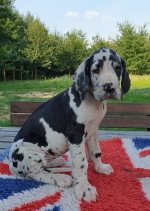 vom Trojangold, hodowla Owczarków Niemieckich Długowłosych