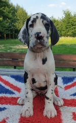 vom Trojangold, hodowla Owczarków Niemieckich Długowłosych