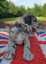 vom Trojangold, hodowla Owczarków Niemieckich Długowłosych