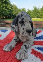 vom Trojangold, hodowla Owczarków Niemieckich Długowłosych