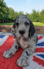 vom Trojangold, hodowla Owczarków Niemieckich Długowłosych