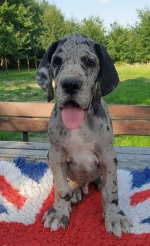 vom Trojangold, hodowla Owczarków Niemieckich Długowłosych