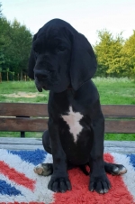 vom Trojangold, hodowla Owczarków Niemieckich Długowłosych